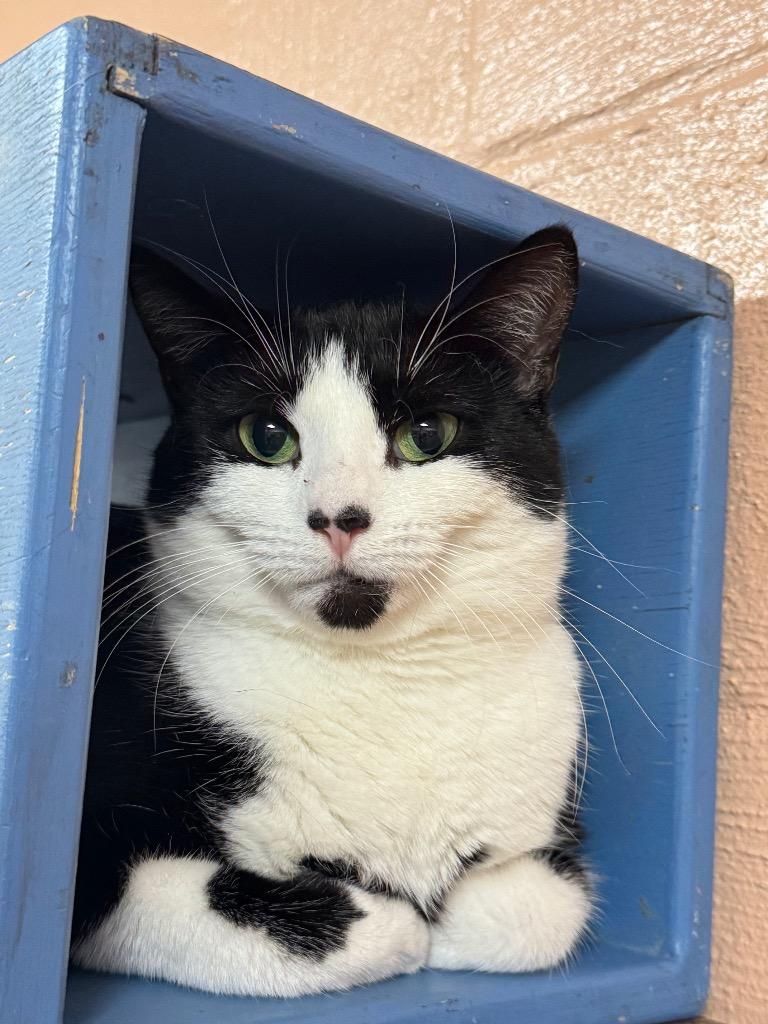 Enlarge Betty Crocker, a Adoptable mixed breed in Olean, NY image 2/2