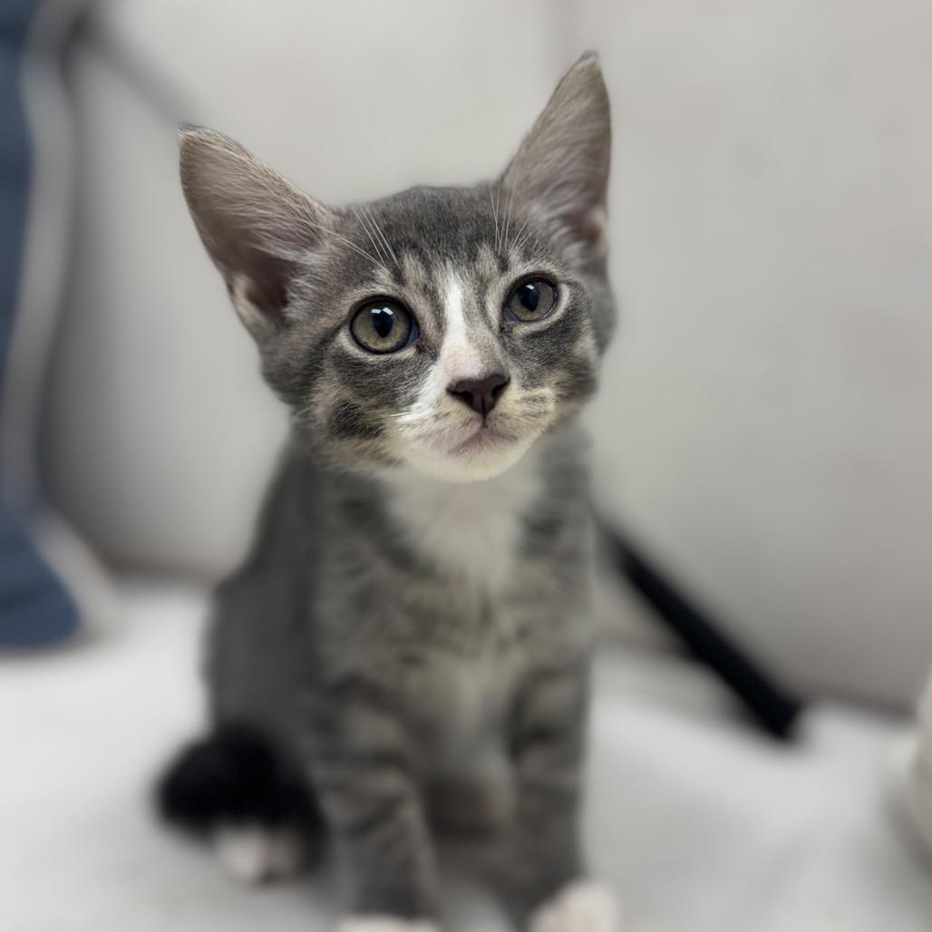 Bert, Adoptable, Kitten Male Domestic Short Hair.