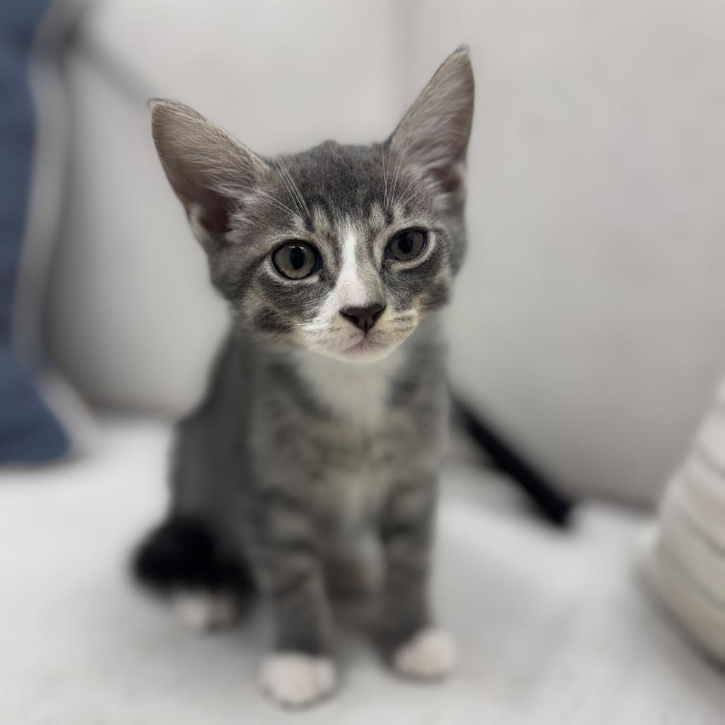 Enlarge Bert, a Adoptable Domestic Short Hair in Chesapeake, VA image 2/2
