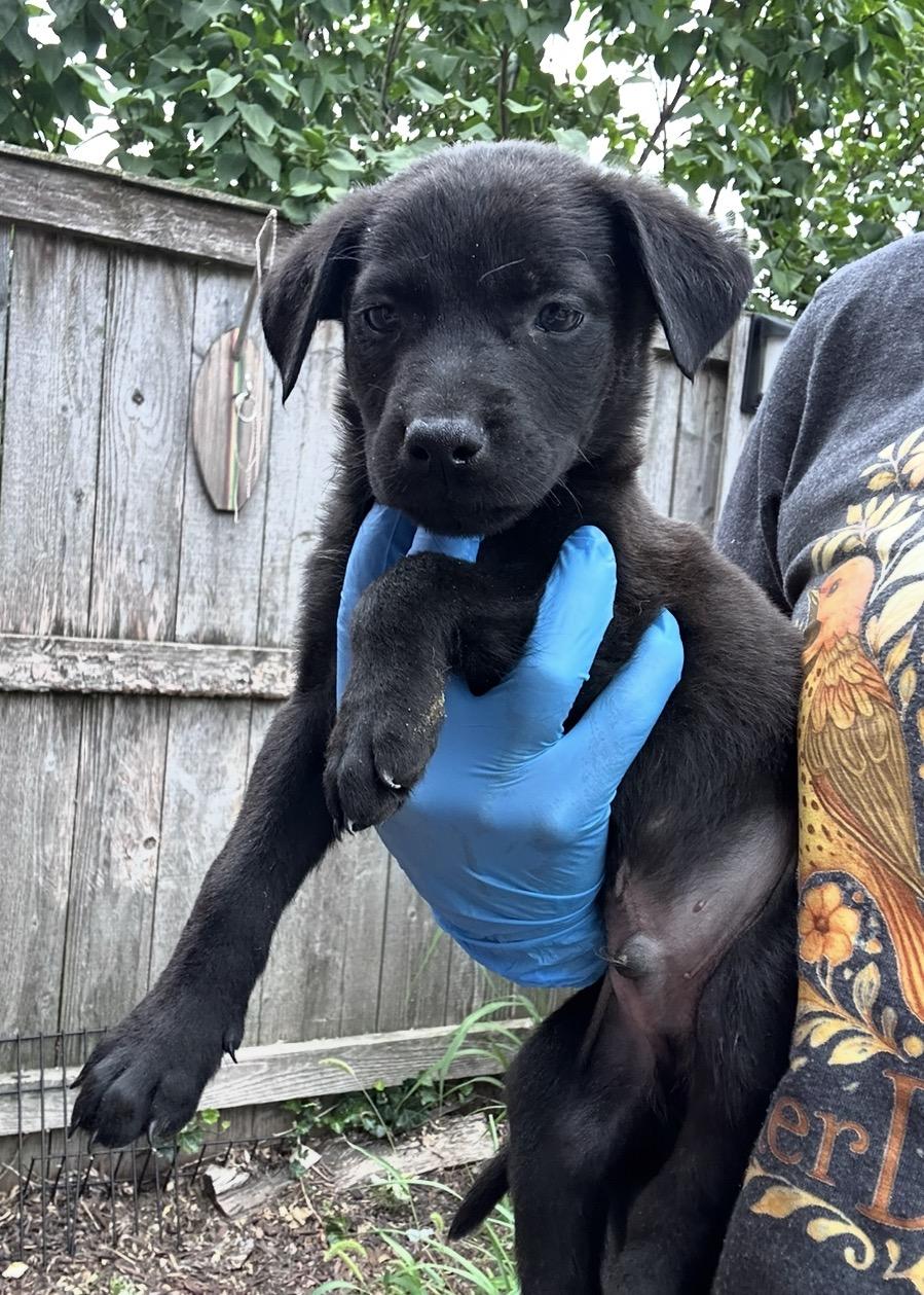 Enlarge Yonex, a Adoptable mixed breed in Arlington Heights, IL image 4/5