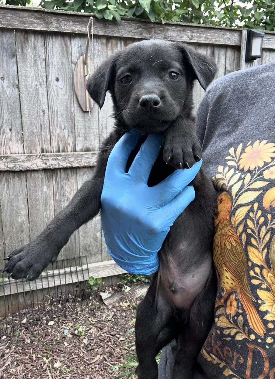 Enlarge Yonex, a Adoptable mixed breed in Arlington Heights, IL image 2/5
