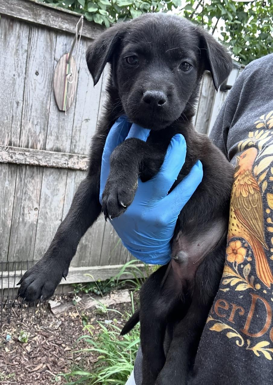 Yonex, Adoptable, Puppy Male Labrador Retriever & Retriever.