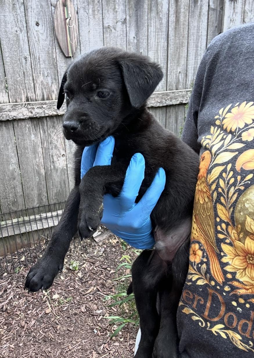 Enlarge Yonex, a Adoptable mixed breed in Arlington Heights, IL image 3/5