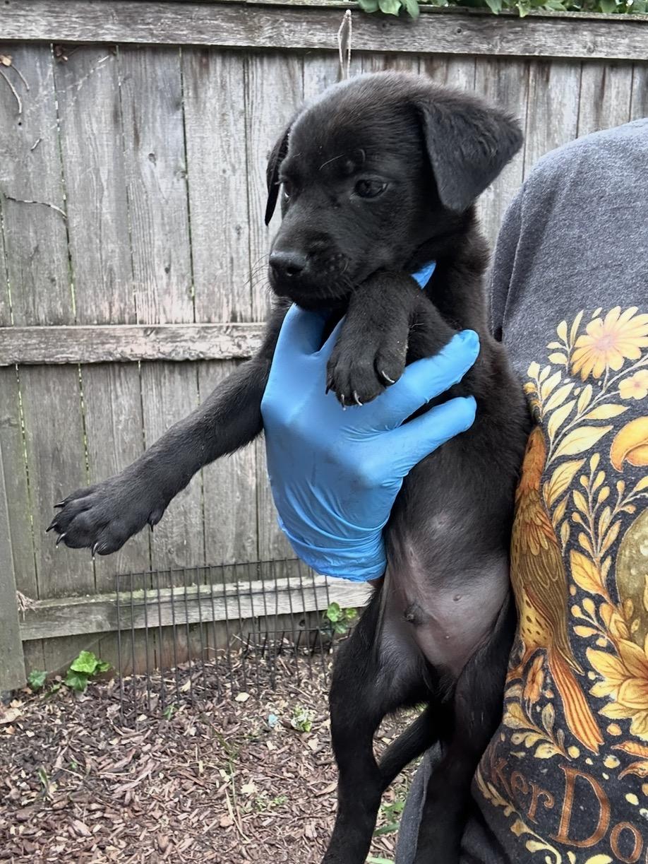Enlarge Yonex, a Adoptable mixed breed in Arlington Heights, IL image 5/5