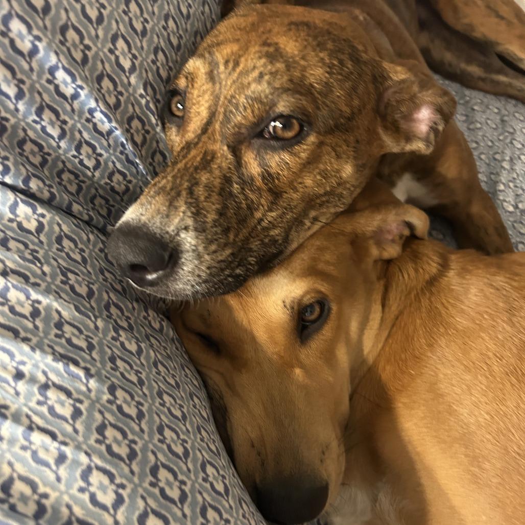 Hazel, Adoptable, Young Female Mountain Cur & Mixed Breed.