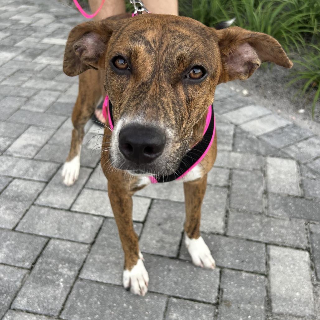 Enlarge Hazel, a Adoptable mixed breed in Hobe Sound, FL image 2/6