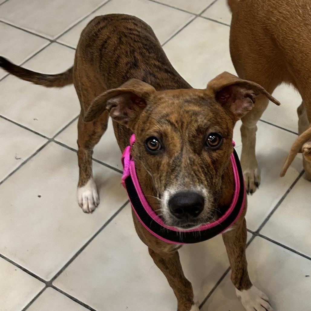 Enlarge Hazel, a Adoptable mixed breed in Hobe Sound, FL image 3/6
