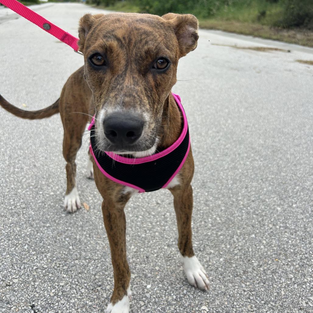 Enlarge Hazel, a Adoptable mixed breed in Hobe Sound, FL image 4/6
