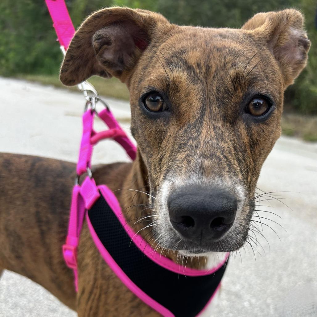 Enlarge Hazel, a Adoptable mixed breed in Hobe Sound, FL image 5/6