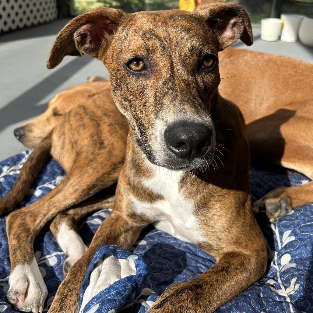 Enlarge Hazel, a Adoptable mixed breed in Hobe Sound, FL image 6/6