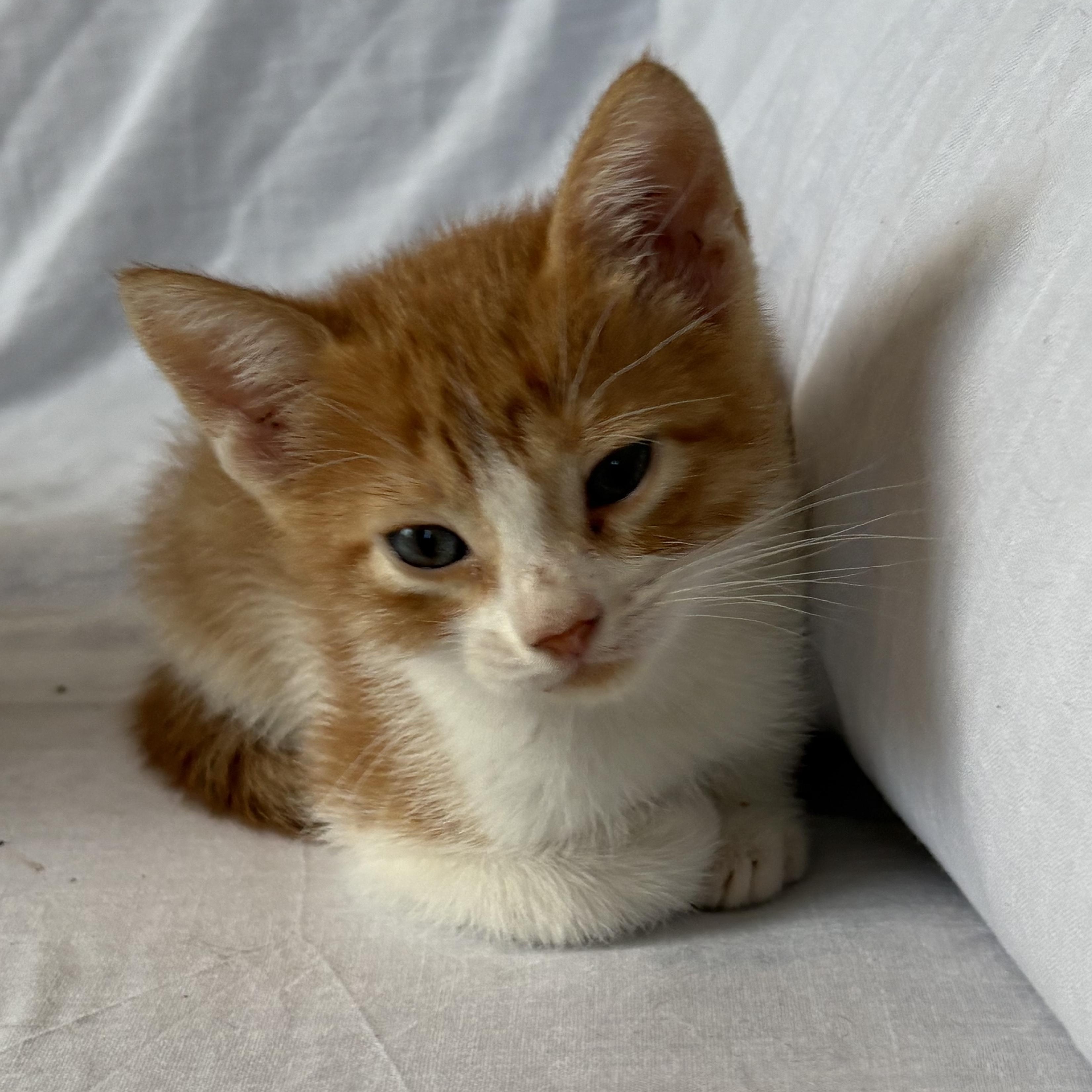 Callisto, Adoptable, Kitten Male Domestic Short Hair.