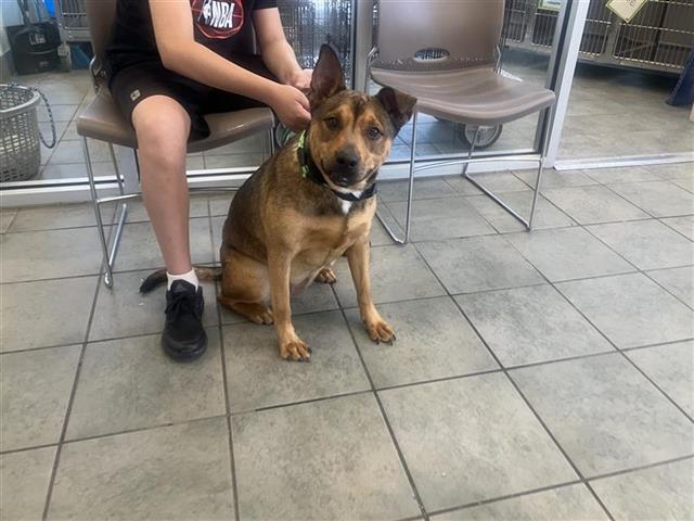 PENGUIN, Adoptable, Young Female American Staffordshire Terrier.