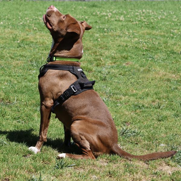 Enlarge Baby, a Adoptable mixed breed in Oakland, CA image 1/1