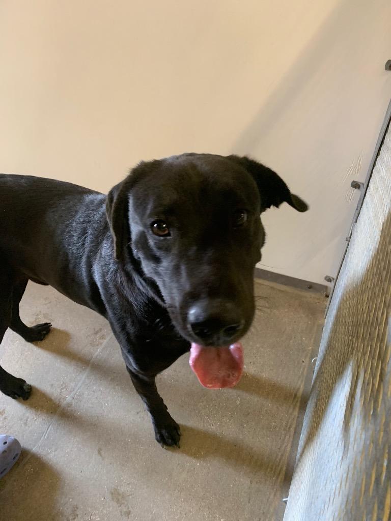 CHASE, Adopted, Senior Male Labrador Retriever & Irish Setter.