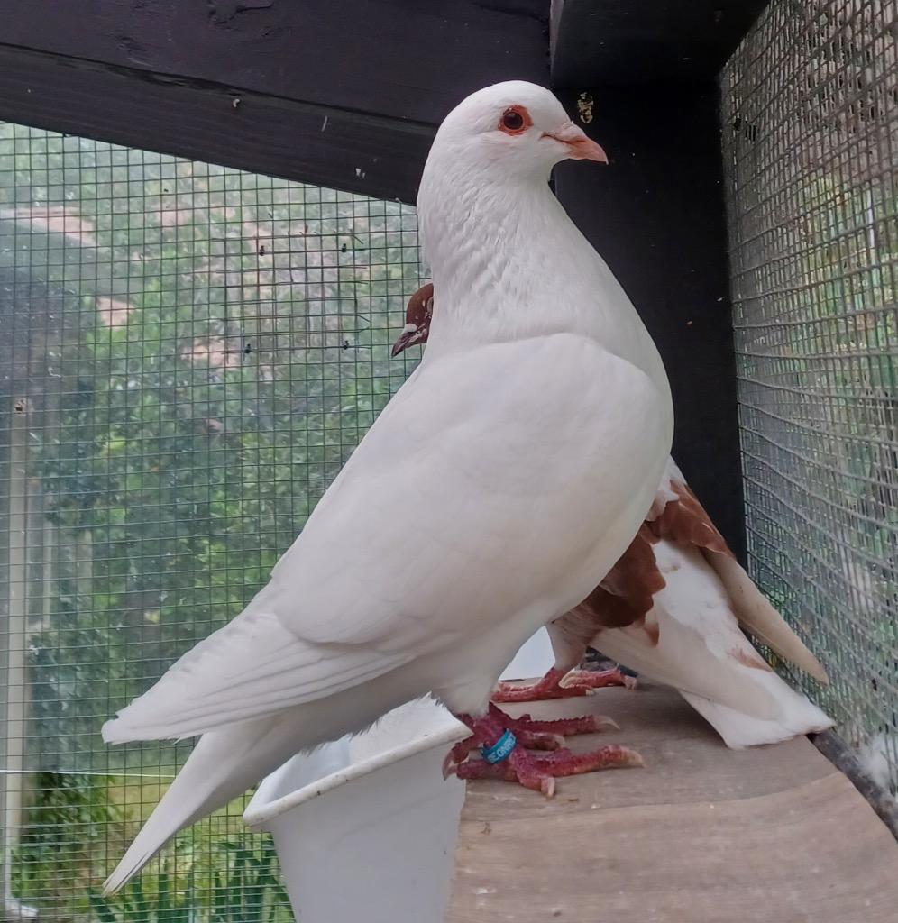 Melon Pan w/Spock, Adoptable, Young Male Pigeon.