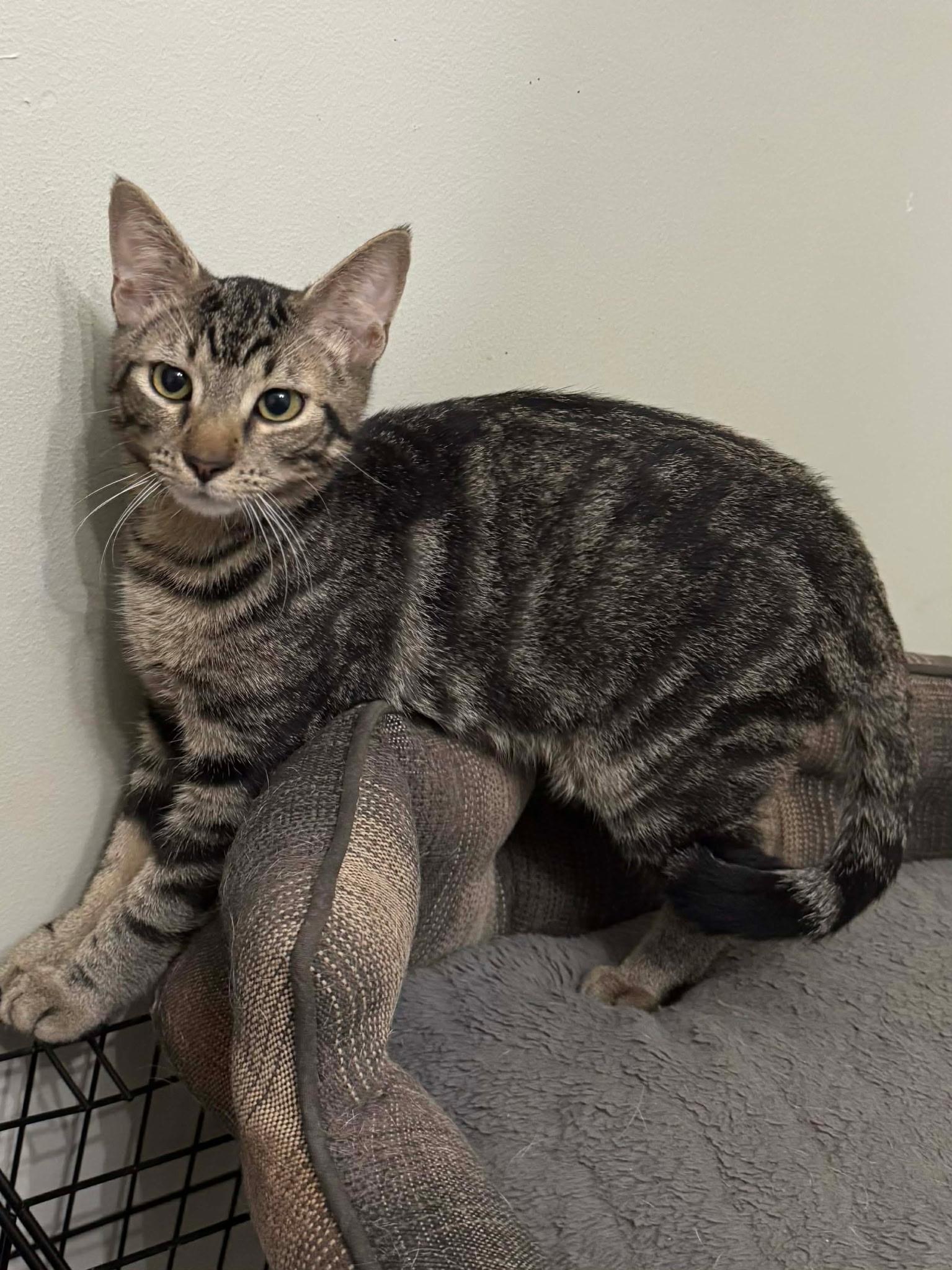 Enlarge Shadow & Ash, a ADOPTABLE mixed breed in Nashua, NH image 6/6