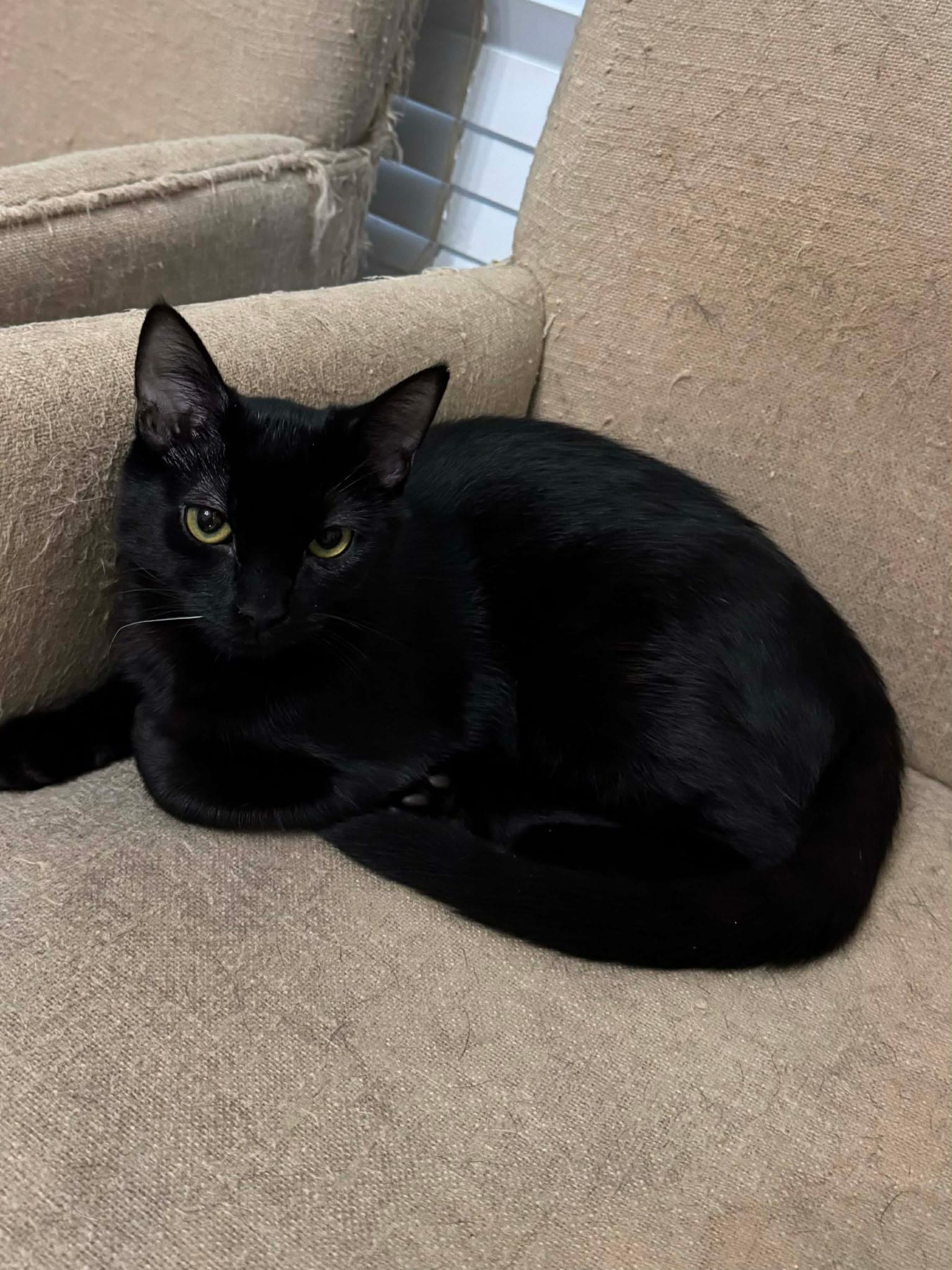 Enlarge Shadow & Ash, a ADOPTABLE mixed breed in Nashua, NH image 4/6