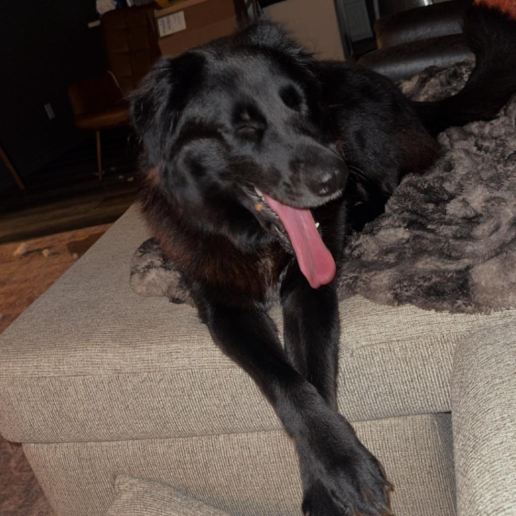 Lucy, a Adoptable mixed breed in Beaumont, TX image 1/3