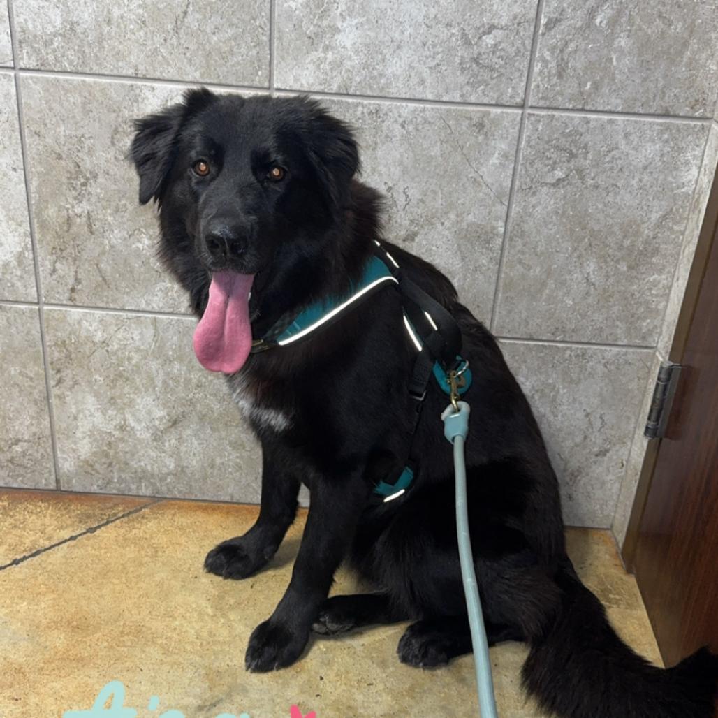 Lucy, a Adoptable mixed breed in Beaumont, TX image 2/3