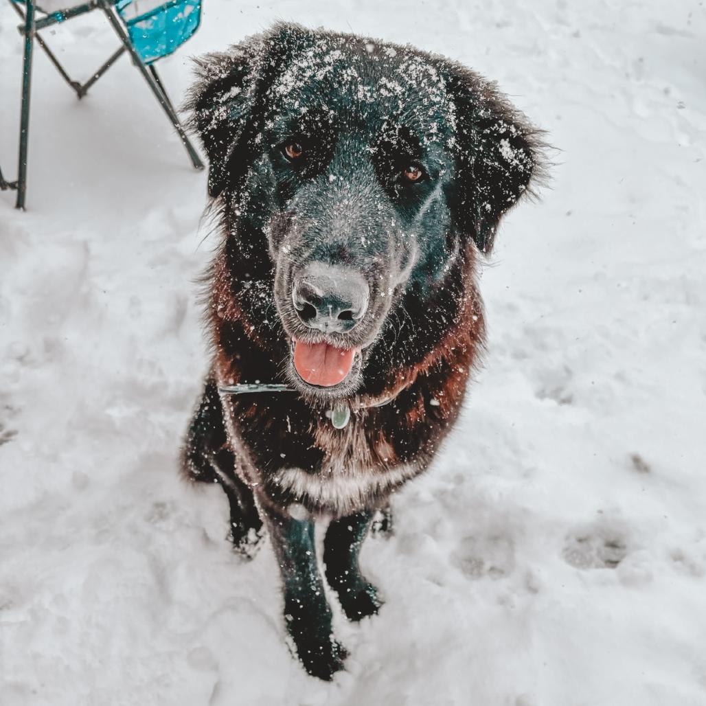 Lucy, a Adoptable mixed breed in Beaumont, TX image 3/3