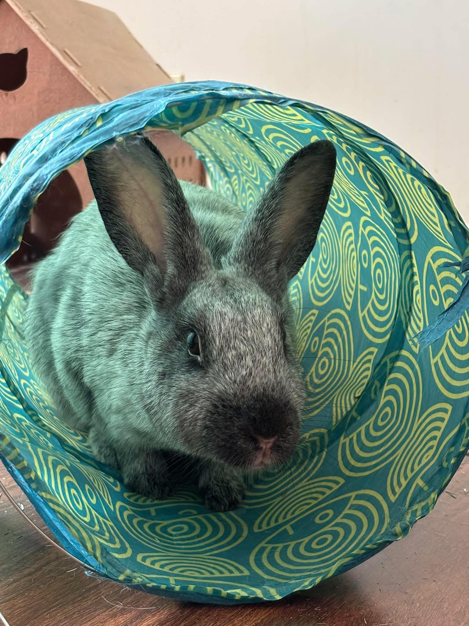 Meeko, Adoptable, Adult Male Champagne D'Argent.