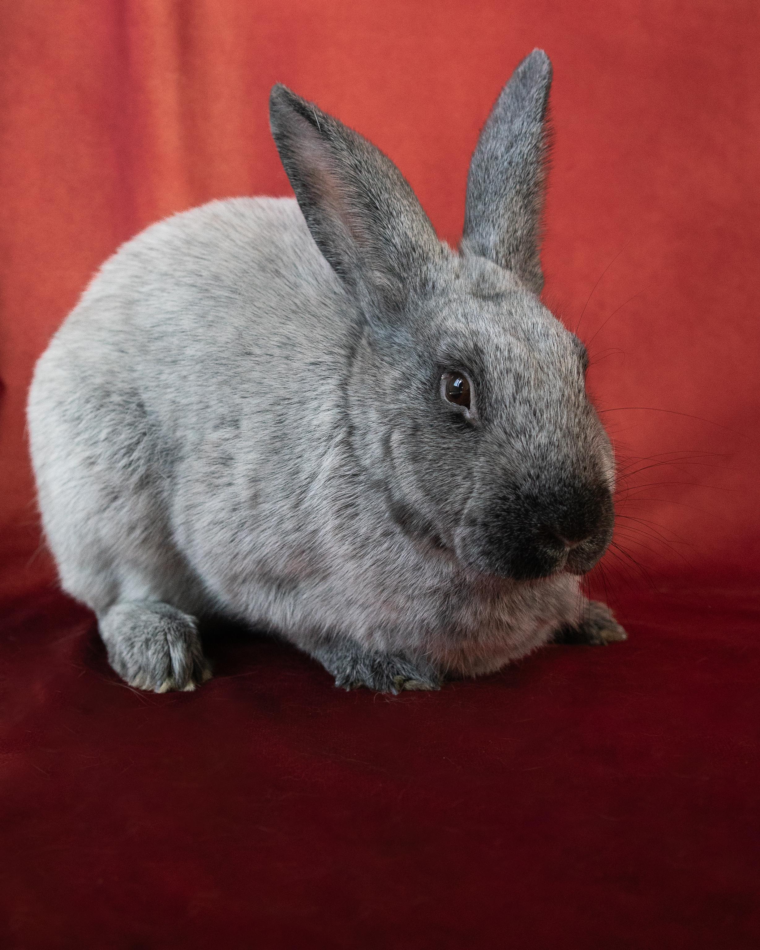 Meeko, a Adoptable Champagne D'Argent in Willowbrook, IL image 2/6