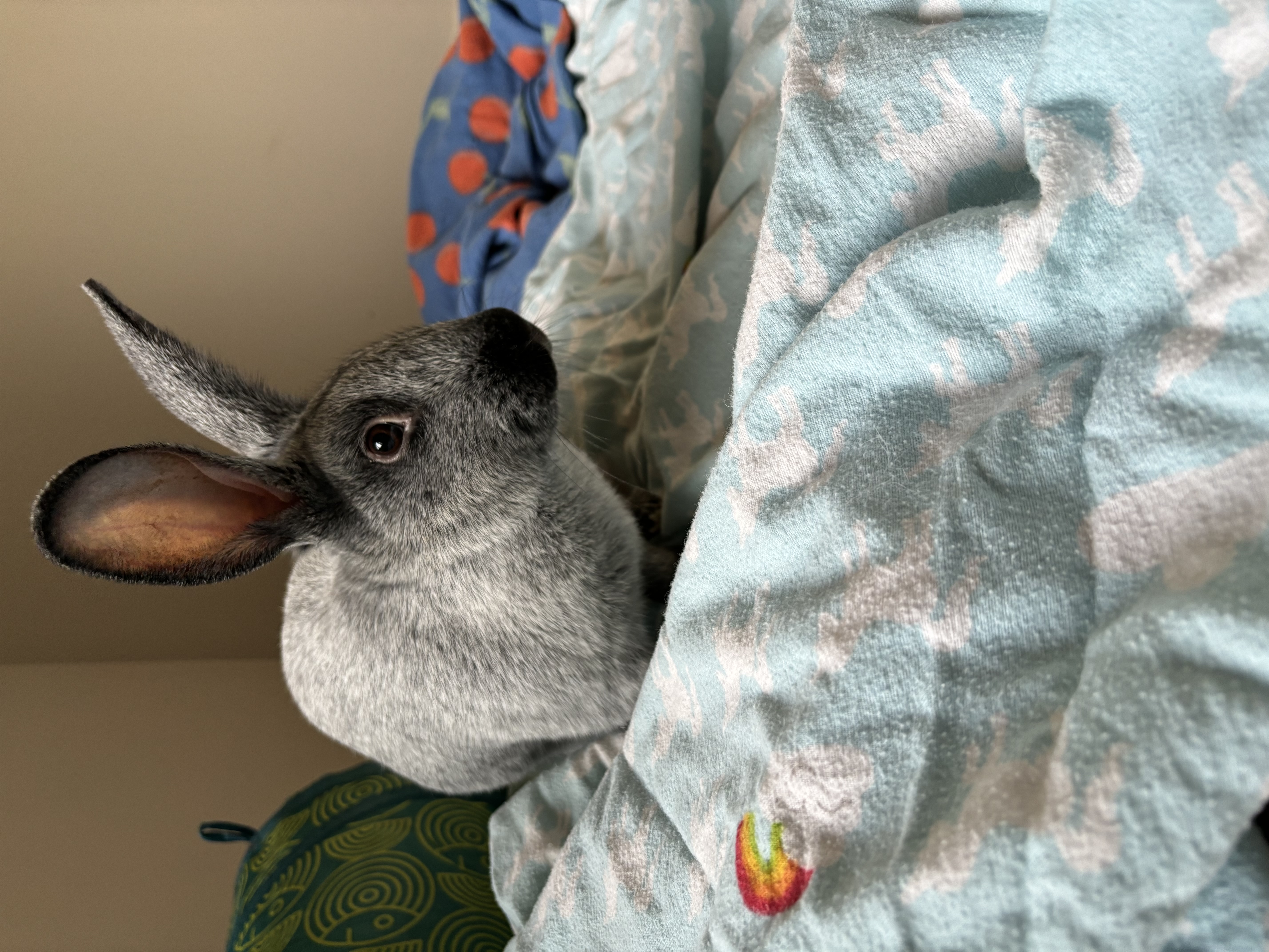 Meeko, a Adoptable Champagne D'Argent in Willowbrook, IL image 3/6