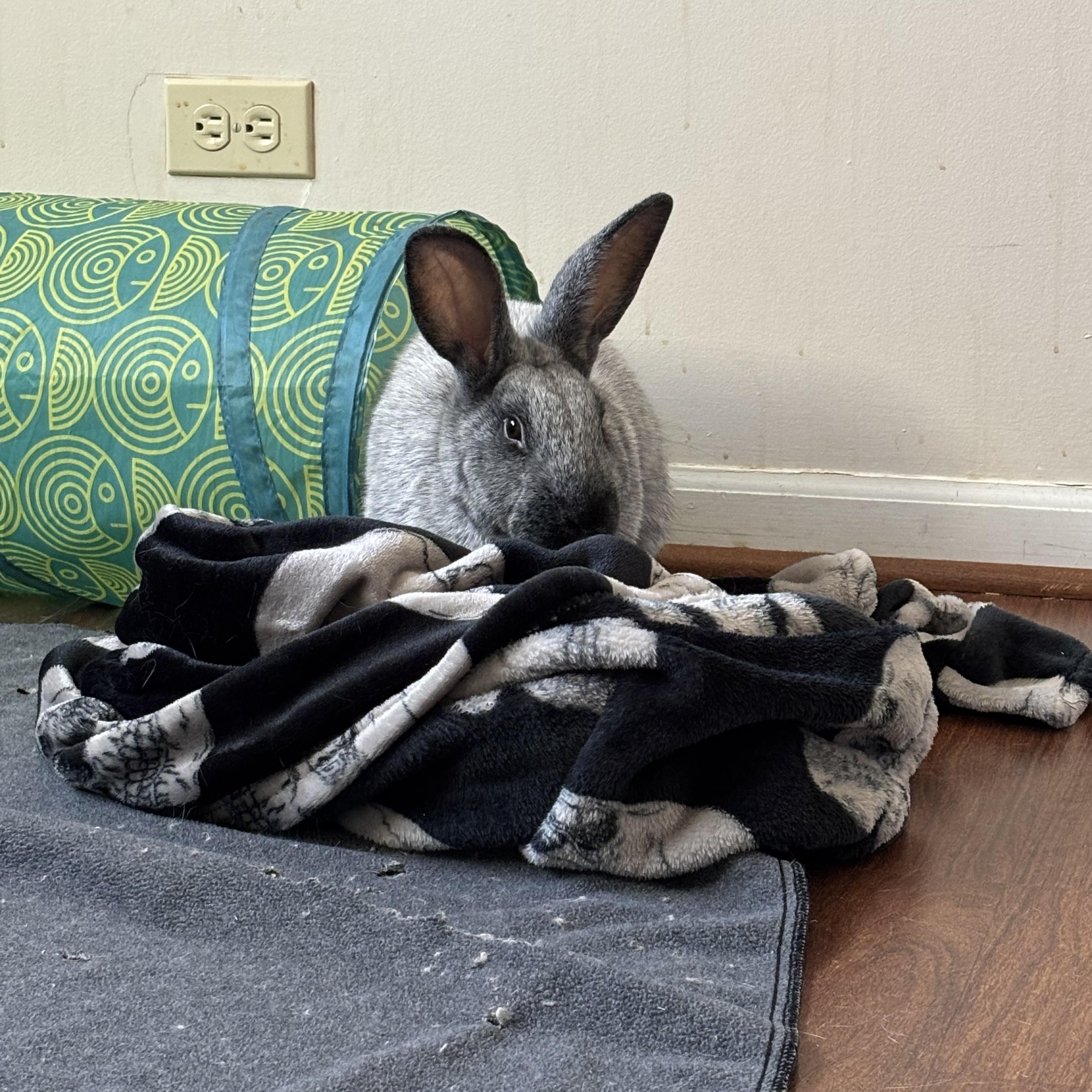 Meeko, a Adoptable Champagne D'Argent in Willowbrook, IL image 6/6