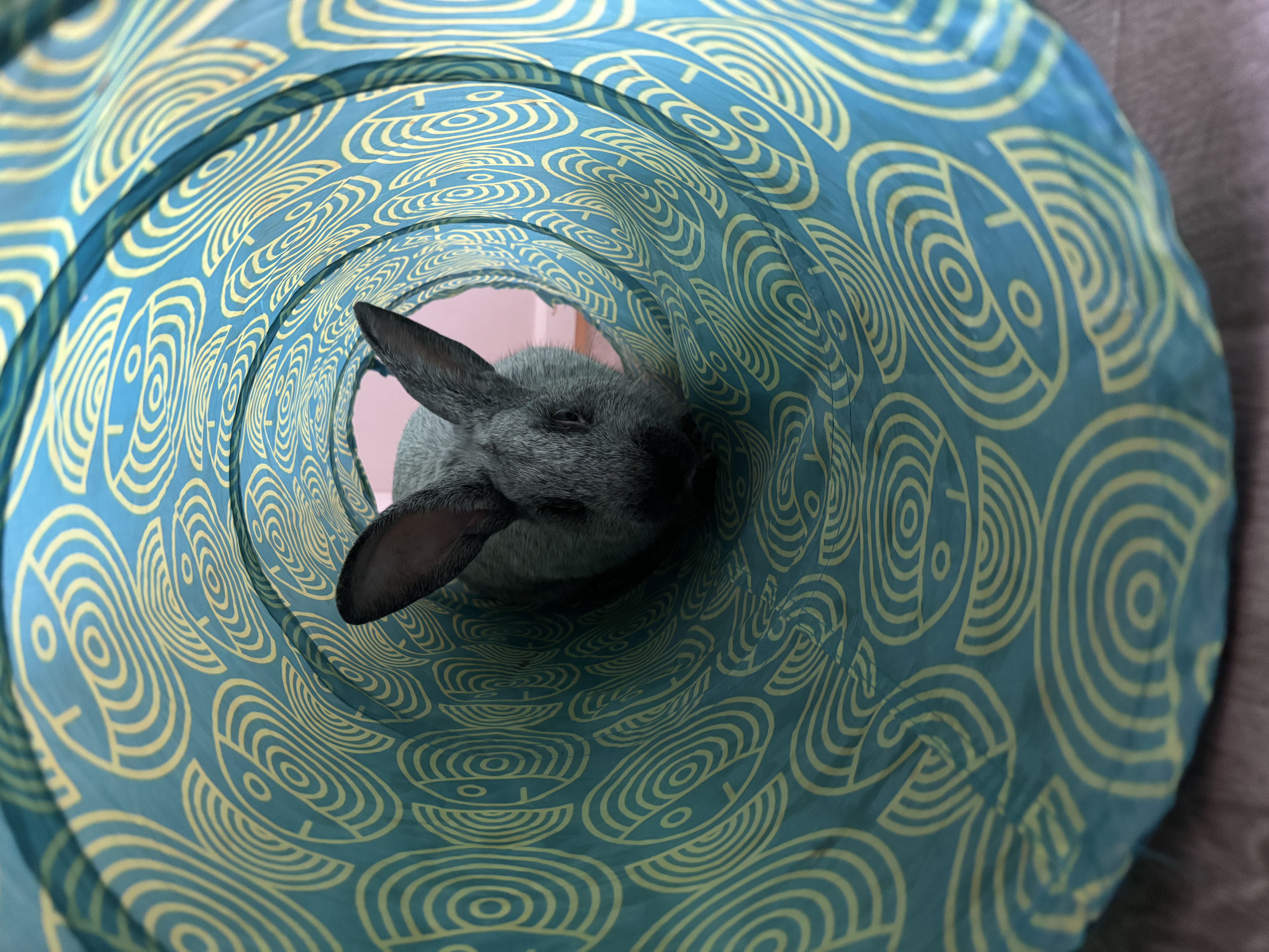 Meeko, a Adoptable Champagne D'Argent in Willowbrook, IL image 4/6