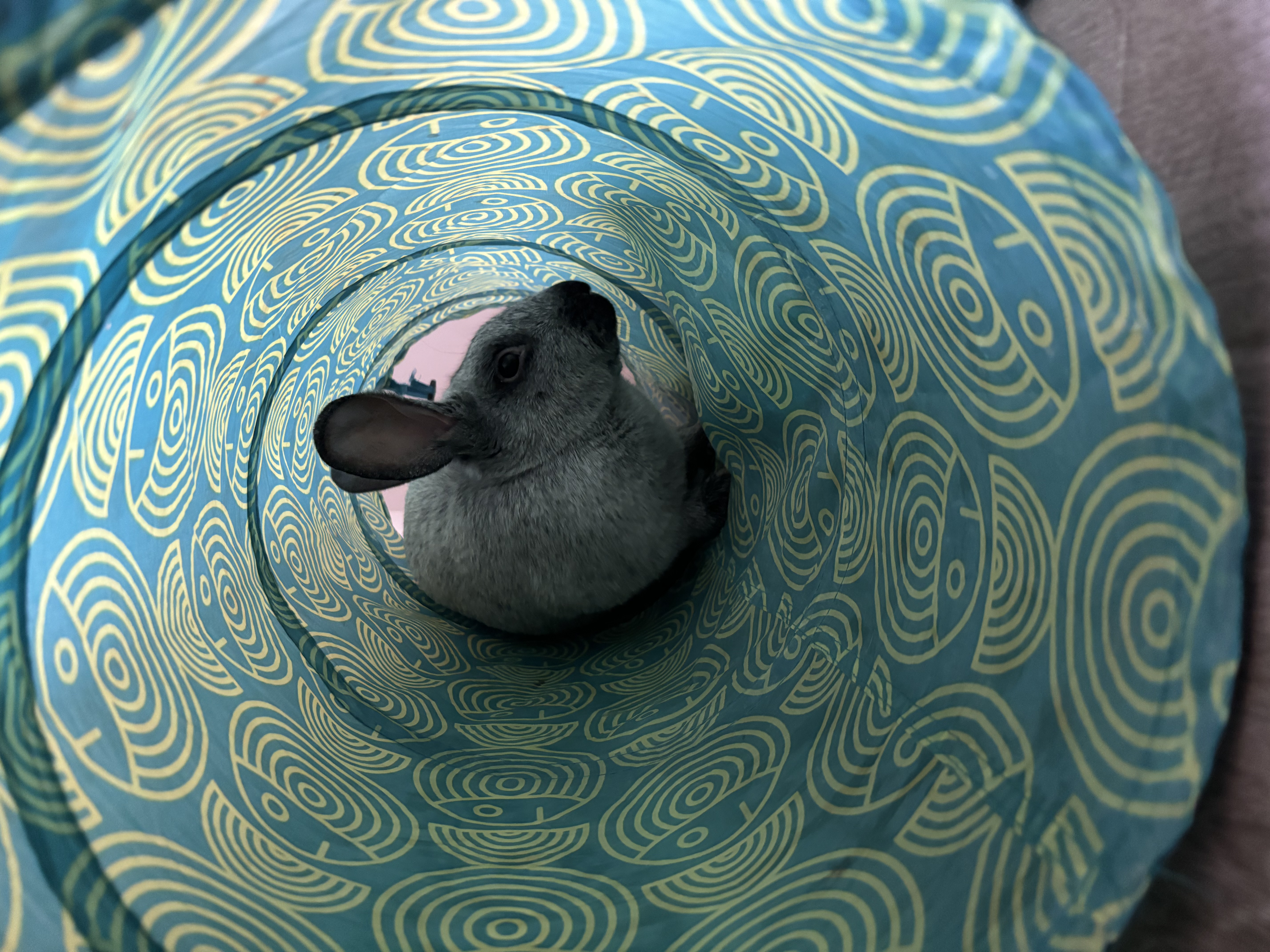 Meeko, a Adoptable Champagne D'Argent in Willowbrook, IL image 5/6