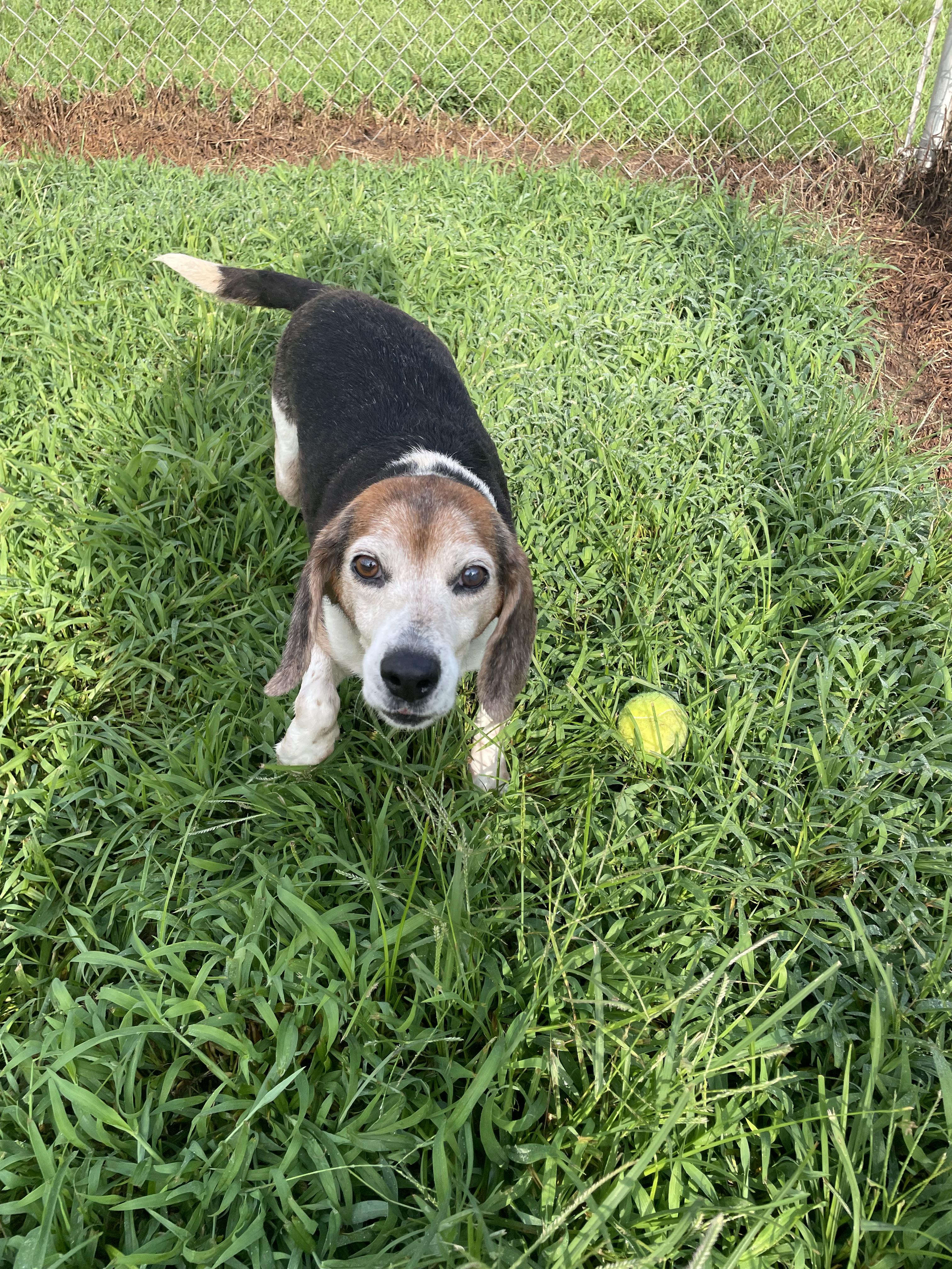Randaddy, an adopted mixed breed in McKenzie, TN image 3/3