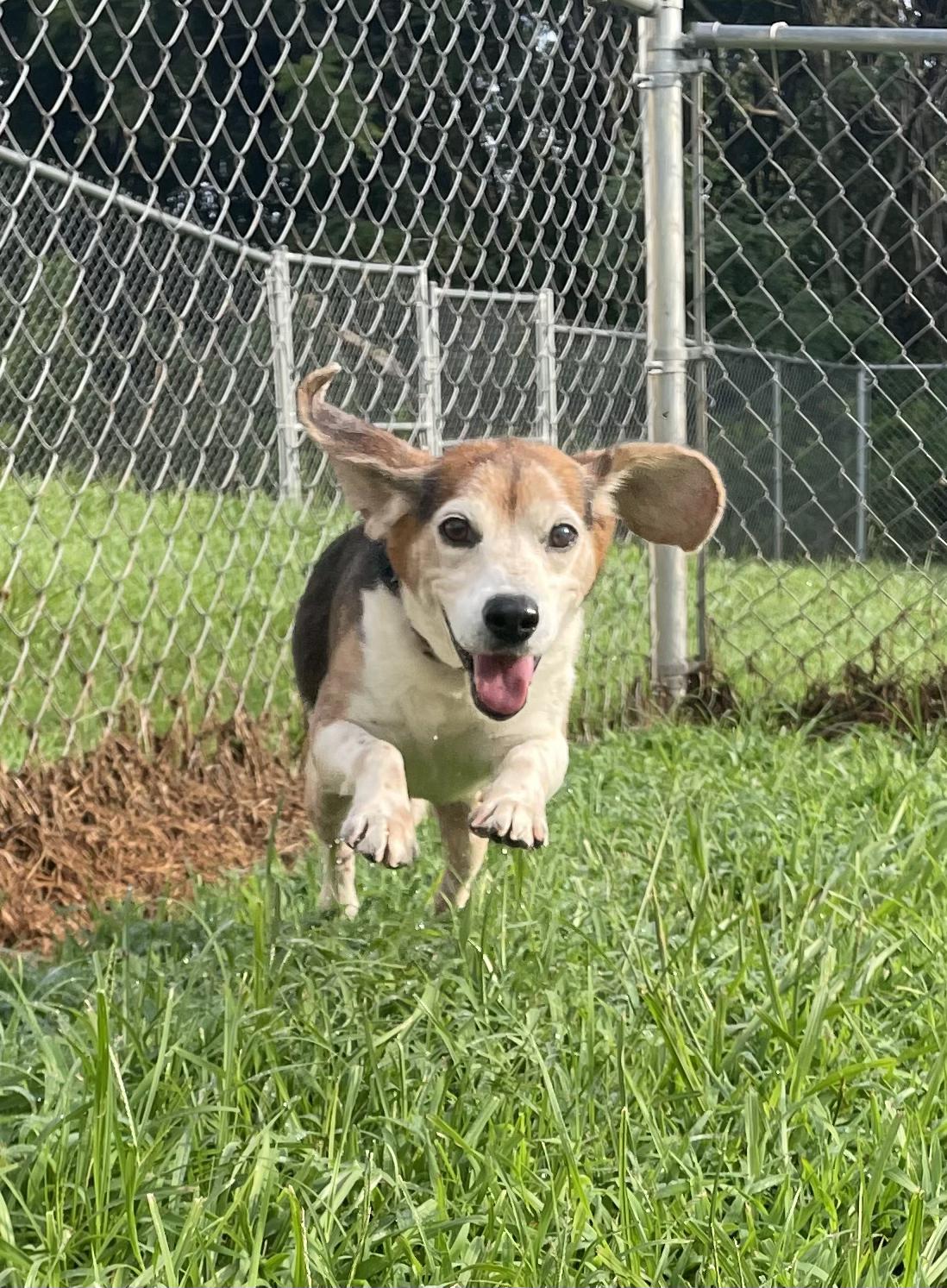 Randaddy, adopted, Adult Male Beagle.