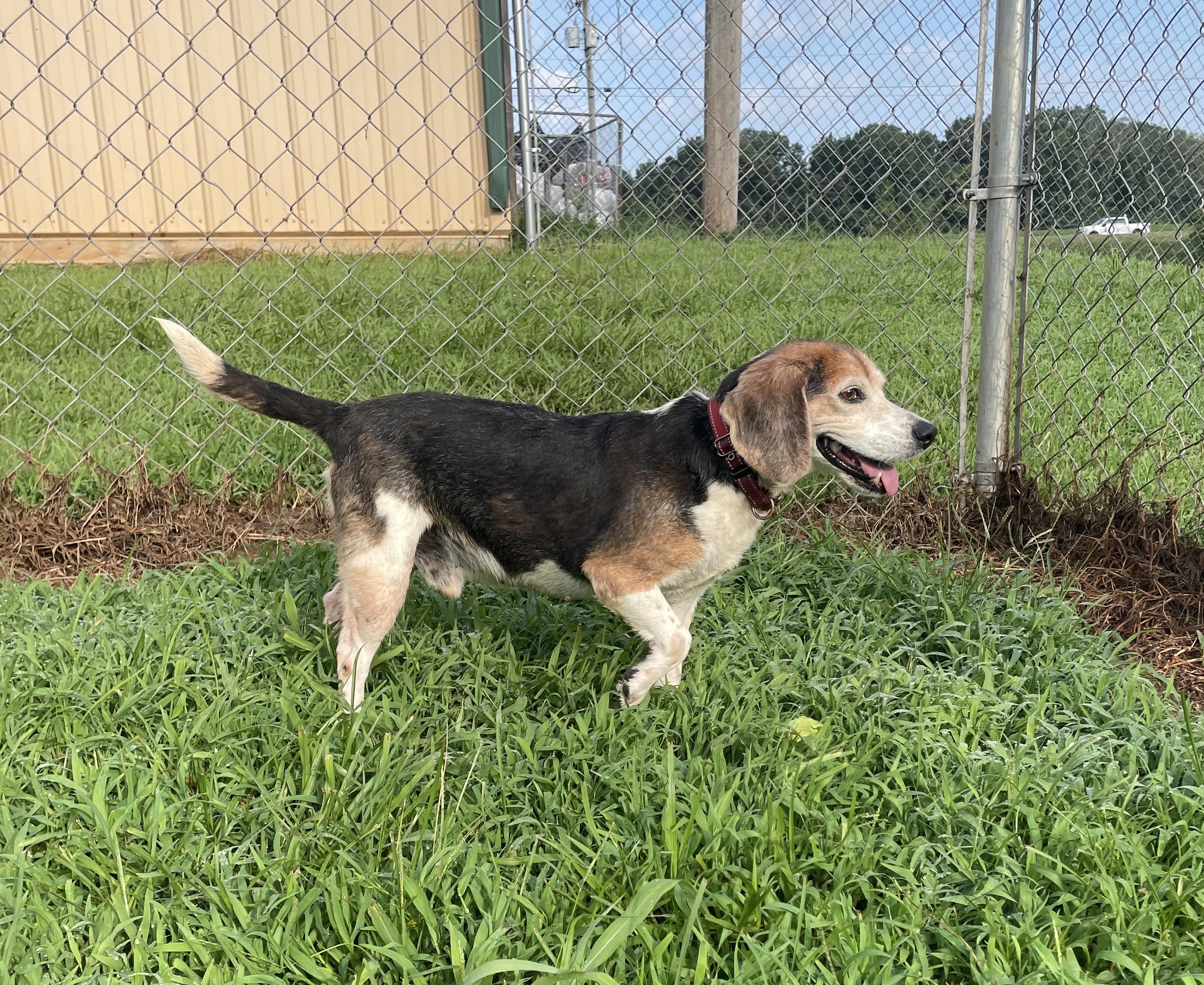 Randaddy, an adopted mixed breed in McKenzie, TN image 2/3