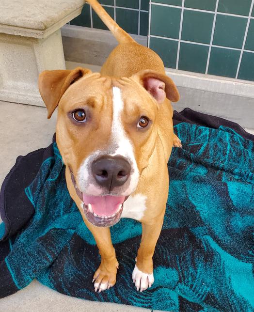 Brody , a ADOPTABLE Pit Bull Terrier in Newport, OR image 5/6