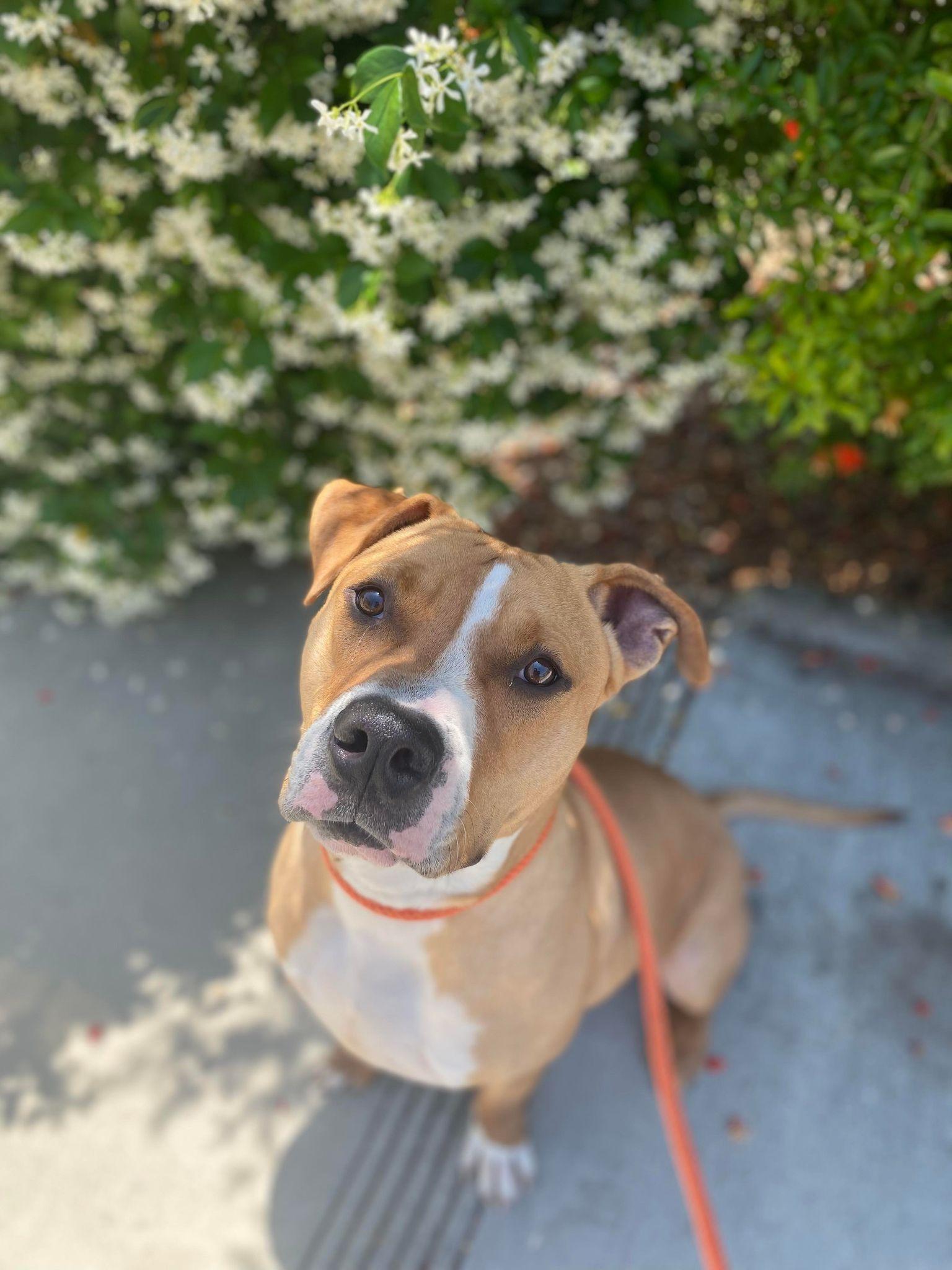 Brody , a ADOPTABLE Pit Bull Terrier in Newport, OR image 6/6