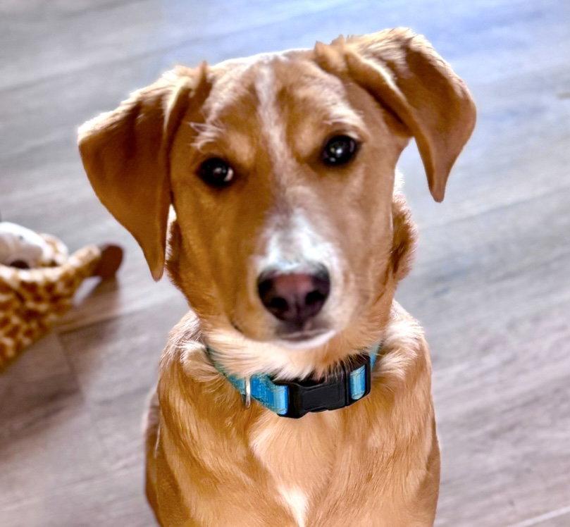 Rocky, Adopted, Puppy Male Mixed Breed.