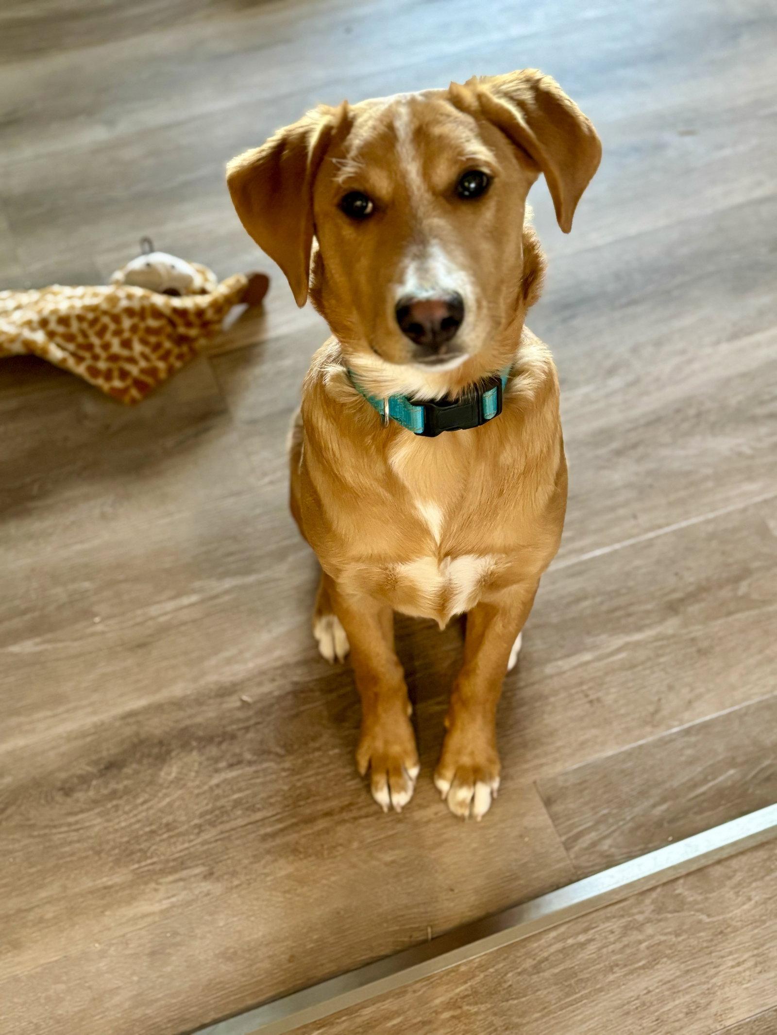 Enlarge Rocky, a Adopted Mixed Breed in Laramie, WY image 3/3
