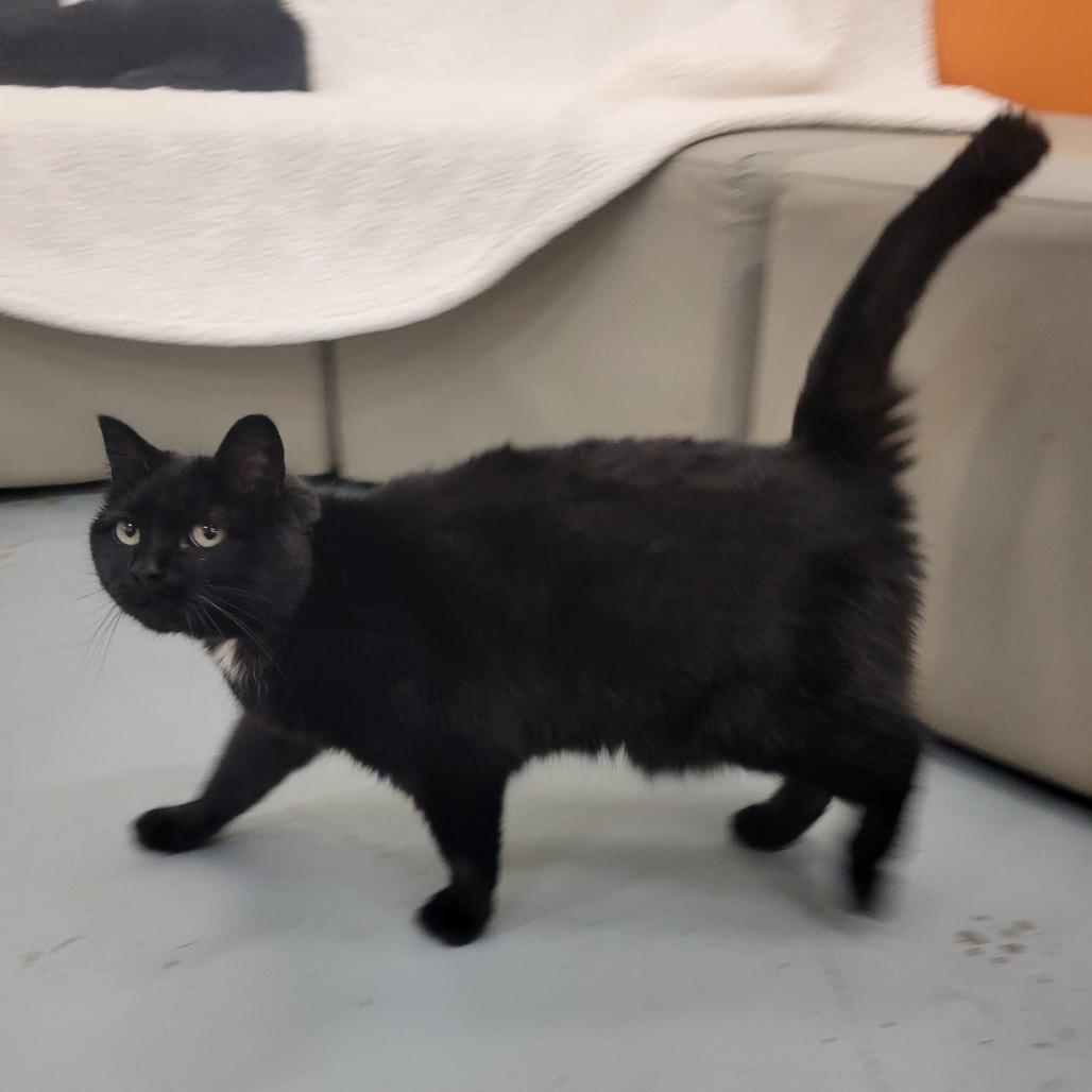 Bunny @ Pawz Pet Cafe, Adoptable, Adult Female Domestic Short Hair.