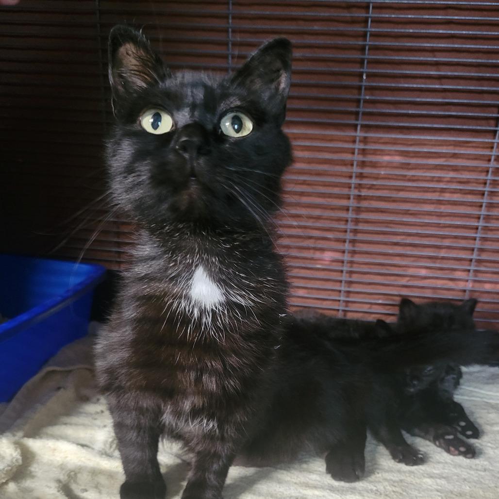 Enlarge Bunny, a Adoptable Domestic Short Hair in Carmel, IN image 1/2