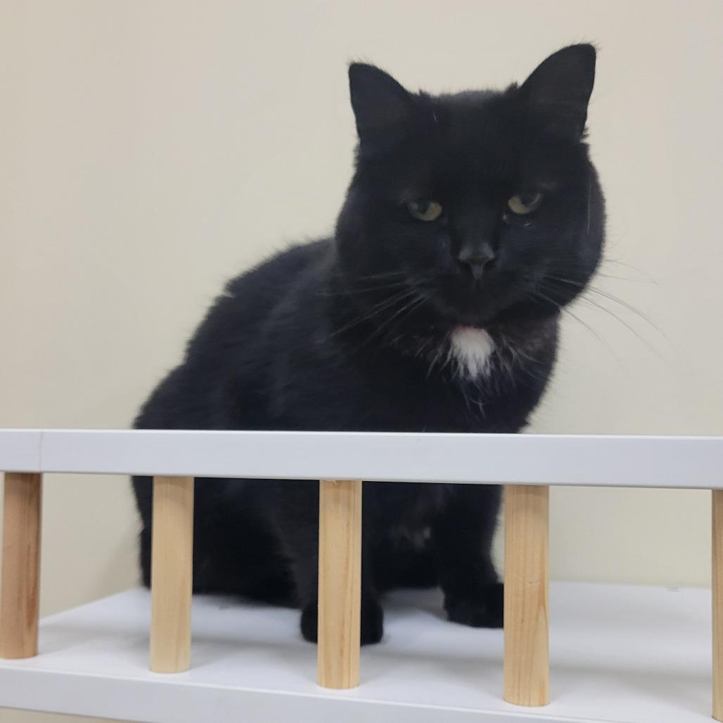 Enlarge Bunny @ Pawz Pet Cafe, a Adoptable Domestic Short Hair in Carmel, IN image 3/4