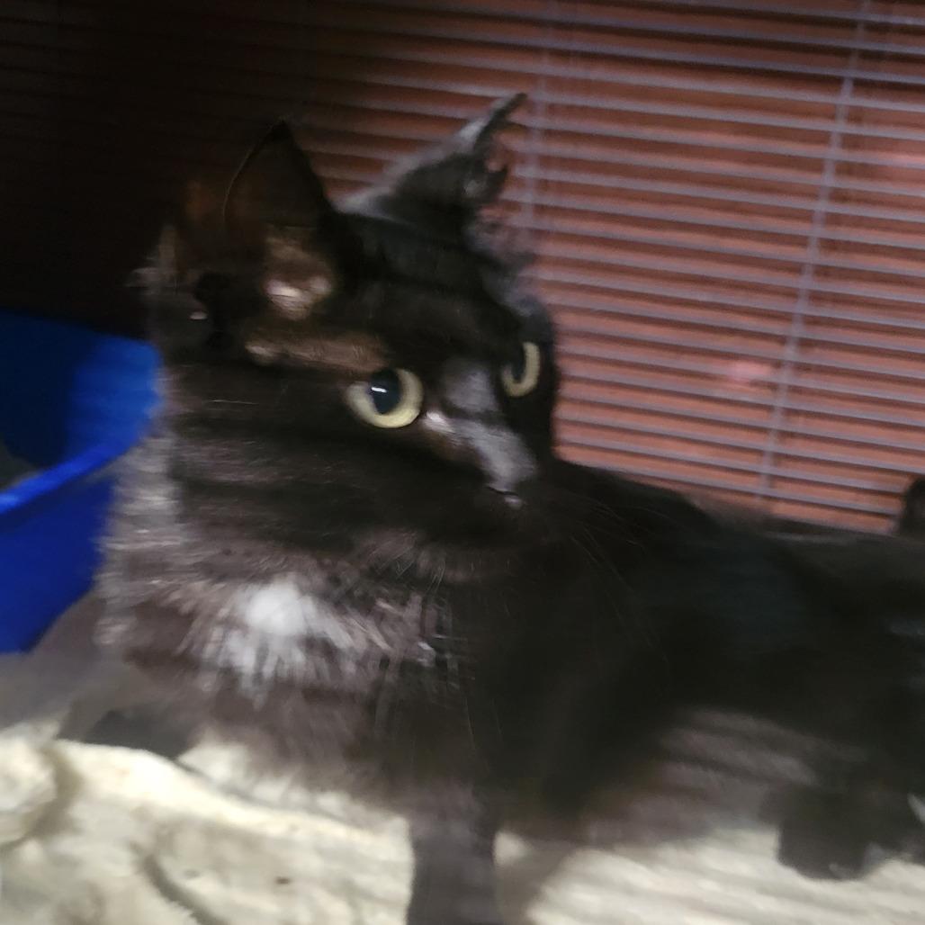 Enlarge Bunny, a Adoptable Domestic Short Hair in Carmel, IN image 2/2