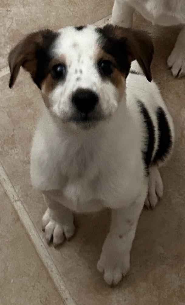 Enlarge Macchiato, a ADOPTABLE mixed breed in TUCSON, AZ image 1/3