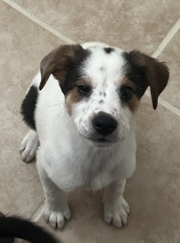 Enlarge Macchiato, a ADOPTABLE mixed breed in TUCSON, AZ image 3/3