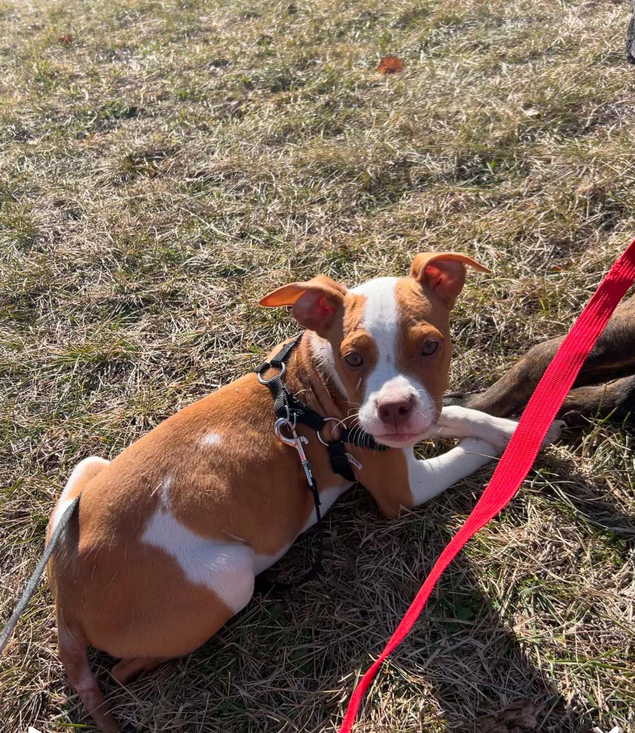 Miney, a Adoptable mixed breed in Brownstown, IN image 2/2