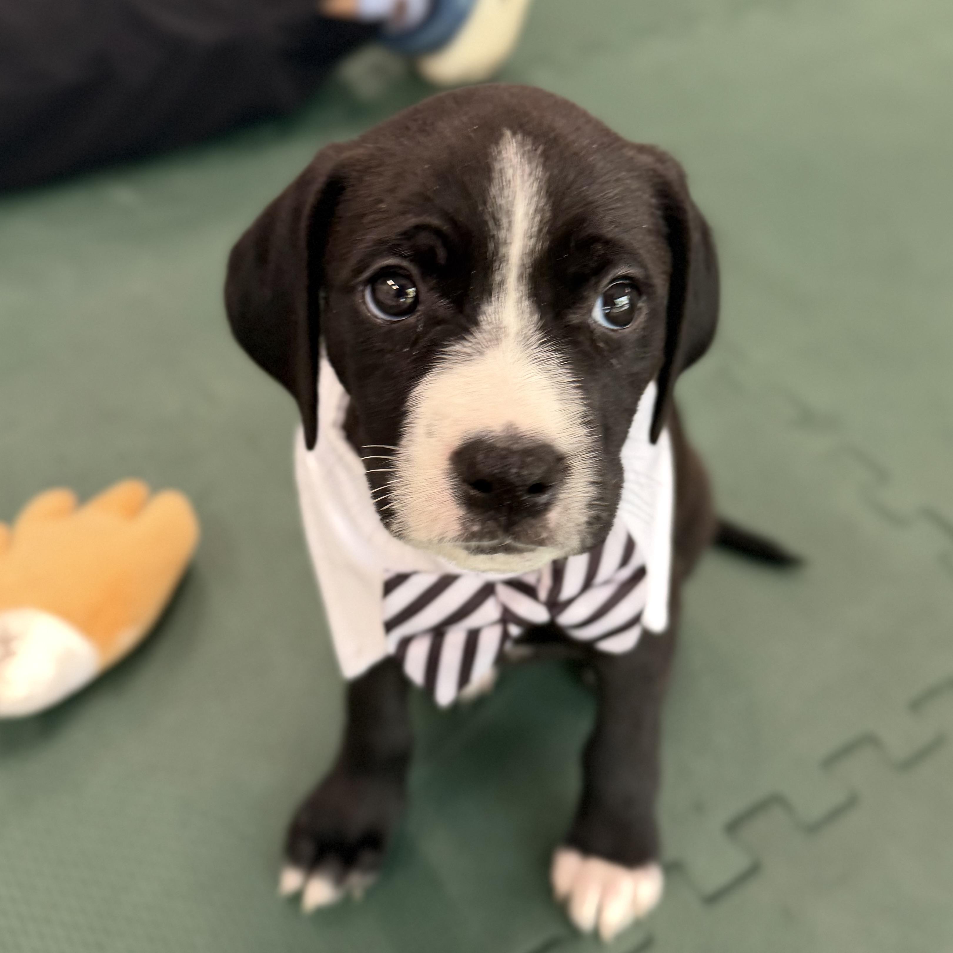 Enlarge Aquaphor, an adopted mixed breed in Columbia, SC image 1/6