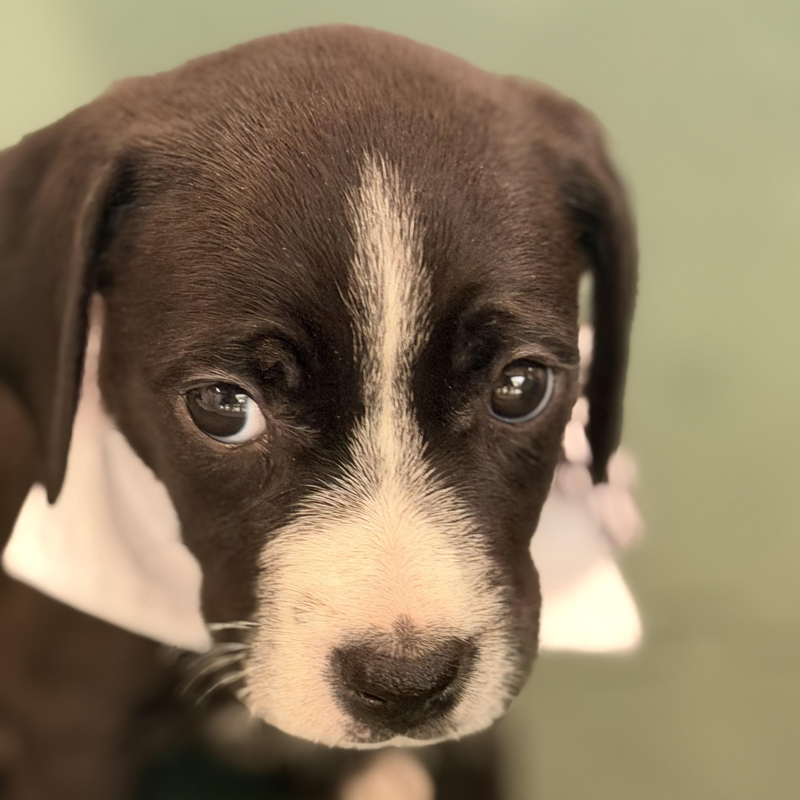 Enlarge Aquaphor, an adopted mixed breed in Columbia, SC image 2/6