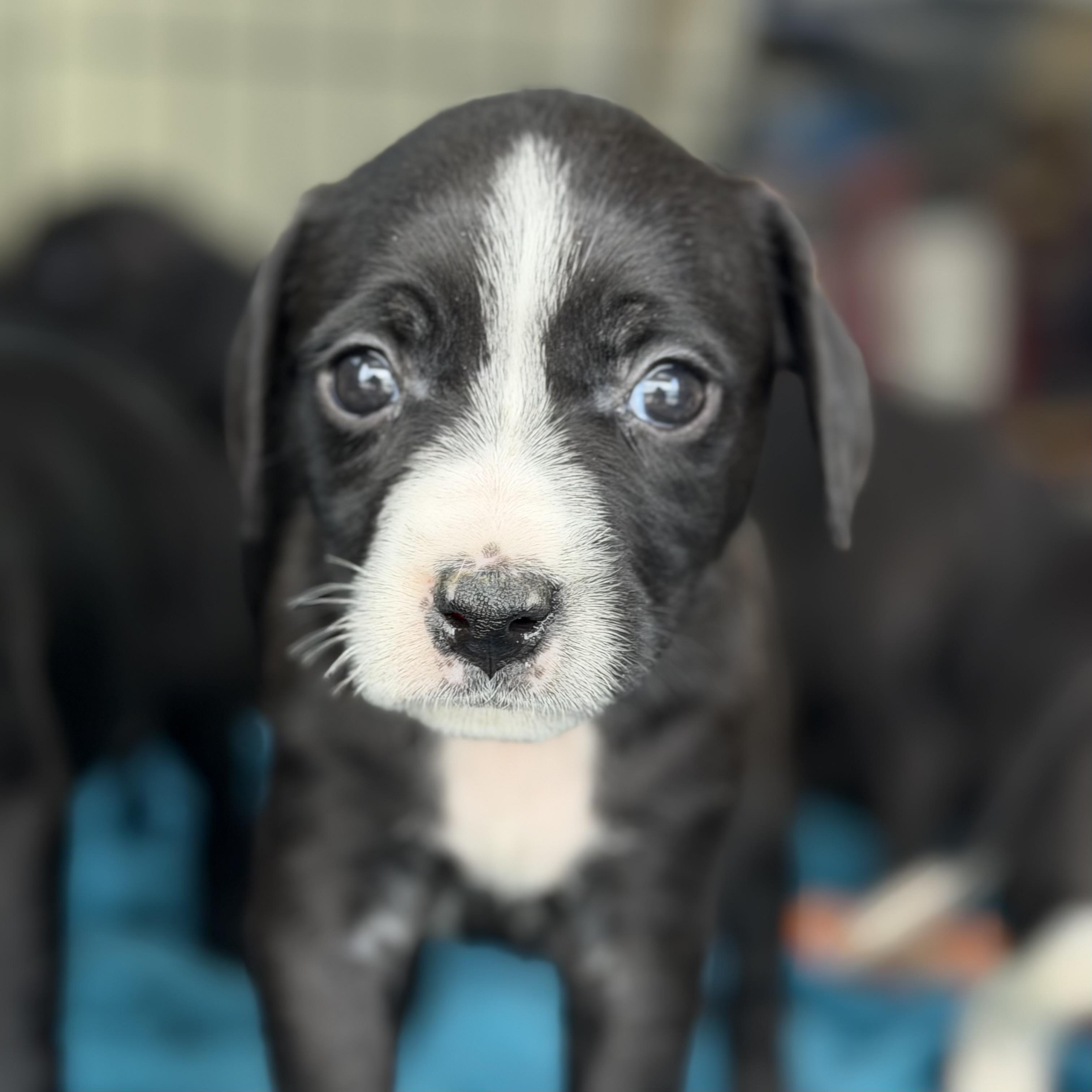 Enlarge Aquaphor, an adopted mixed breed in Columbia, SC image 3/6