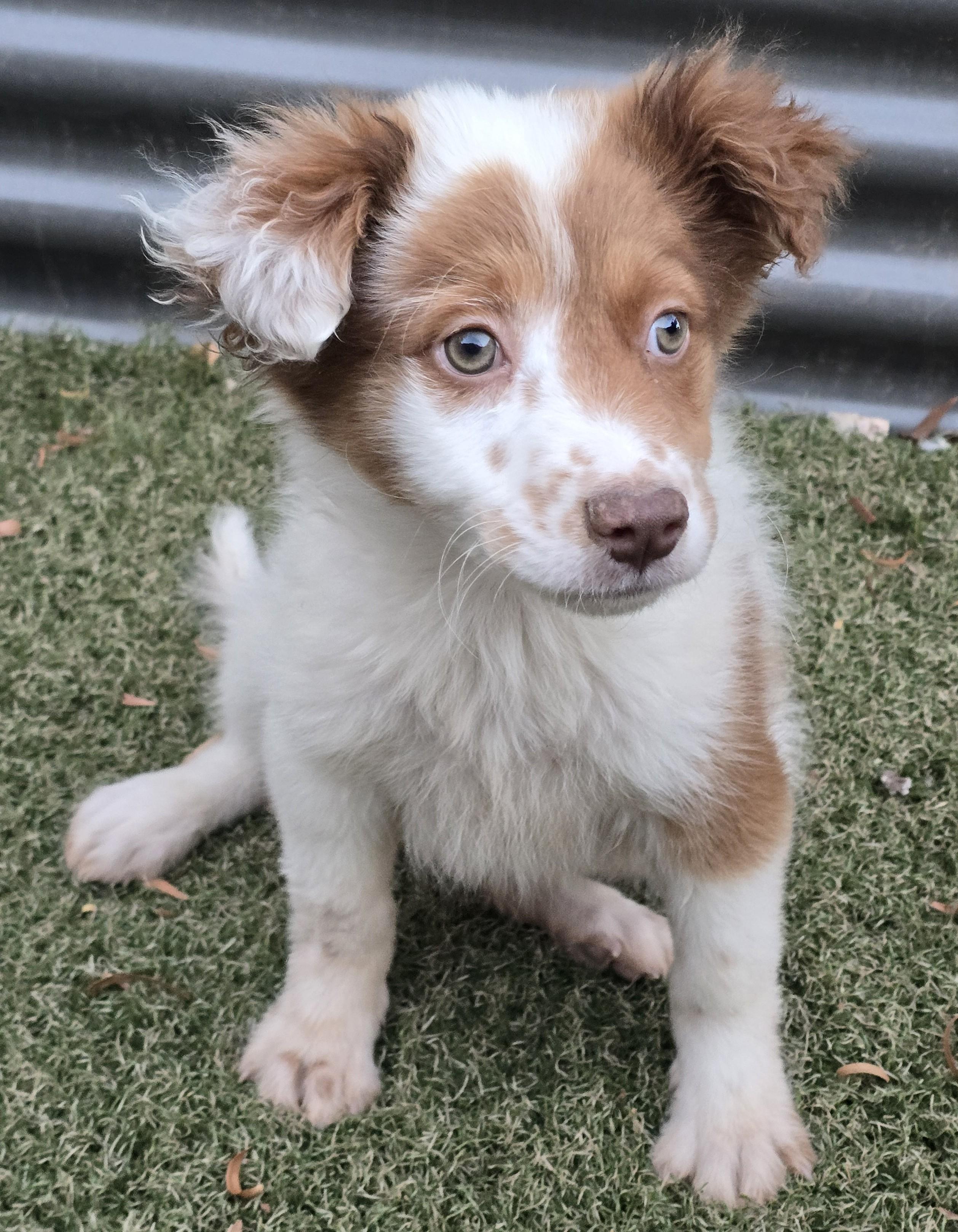 Ginny, adopted, Puppy Female Border Collie & Australian Shepherd.