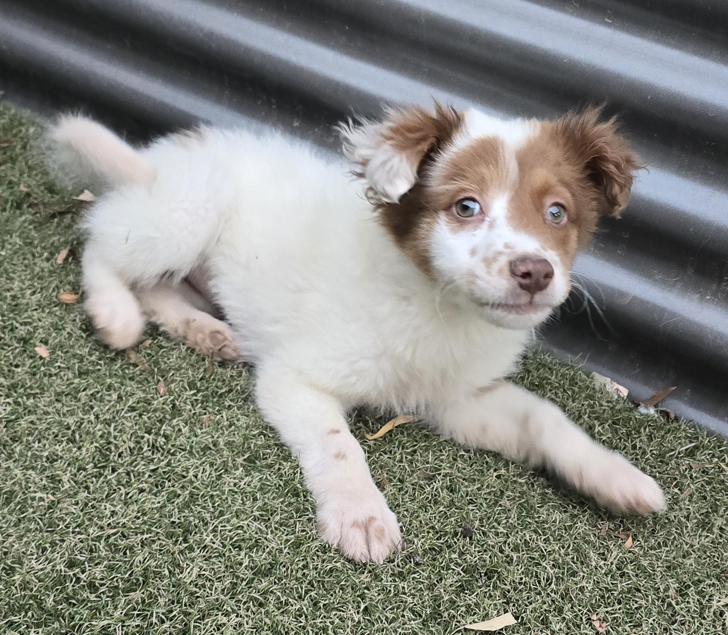 Enlarge Ginny, an adopted mixed breed in Apache Junction, AZ image 3/4