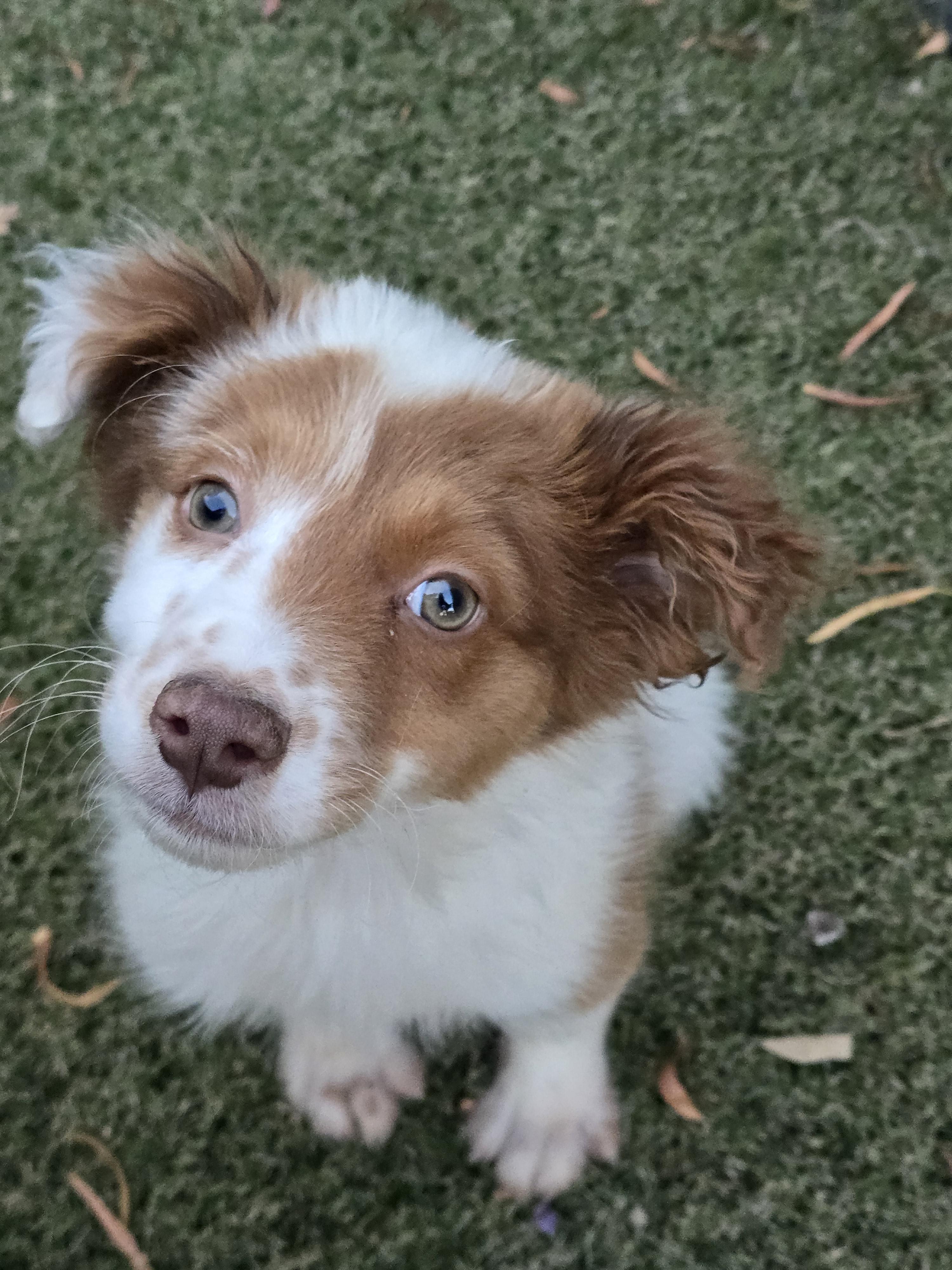 Enlarge Ginny, an adopted mixed breed in Apache Junction, AZ image 2/4